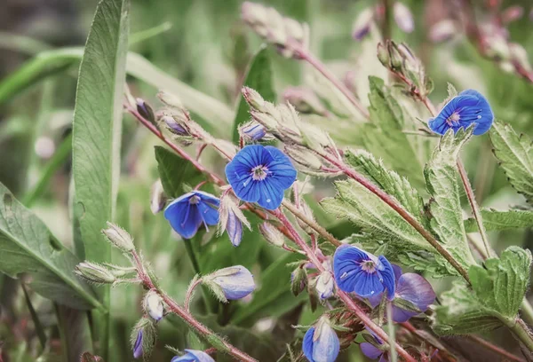 Veronica lub Ożanka Speedwell kwiaty — Zdjęcie stockowe