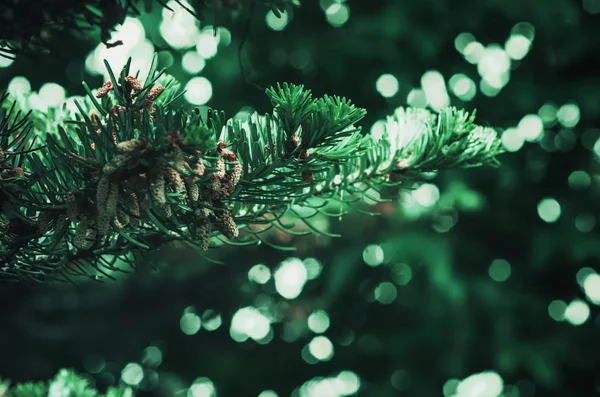 Branche de sapin dans le contexte de Bokeh — Photo