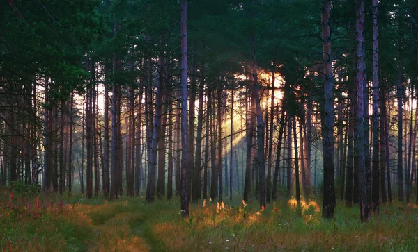 Raios de sol na floresta de verão — Fotografia de Stock