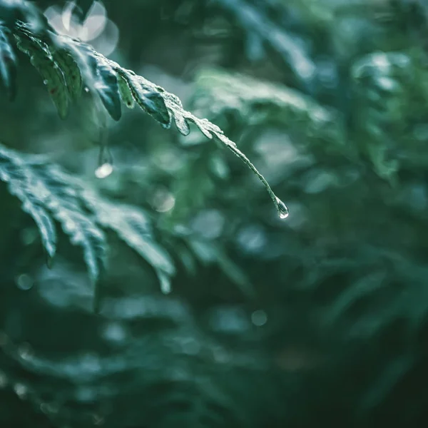 Gotas de orvalho em uma folha — Fotografia de Stock