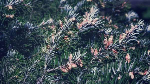 Antecedentes de ramos de abeto com cones — Fotografia de Stock