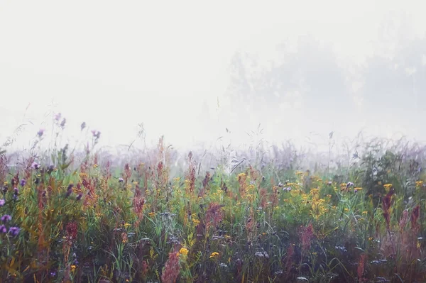 牧草地で霧のかかった朝 — ストック写真