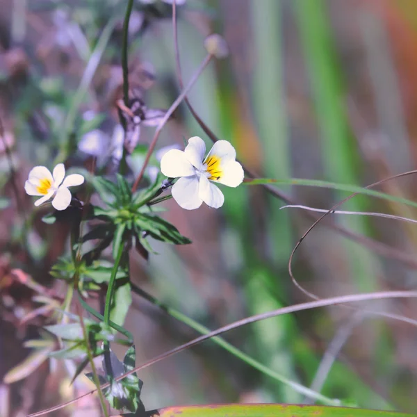 Kwitnący pole Violet — Zdjęcie stockowe