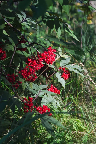 Bayas rojas de saúco en el bosque — Foto de Stock