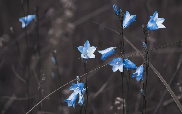 Brązowe tło z Blue Bell kwiaty — Zdjęcie stockowe