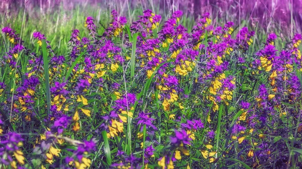 Melampyrum Nemorosum Flores Flor — Fotografia de Stock