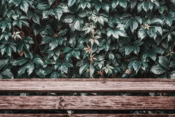 Folhas molhadas sobre tábuas de madeira — Fotografia de Stock