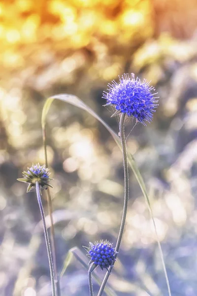 Flor azul do Eryngo do azevinho do mar — Fotografia de Stock