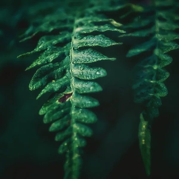 O orvalho cai nas folhas da samambaia — Fotografia de Stock