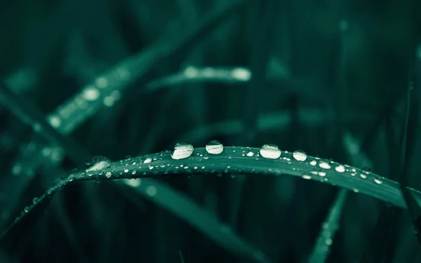 Капли воды на темно-зеленую траву крупным планом — стоковое фото