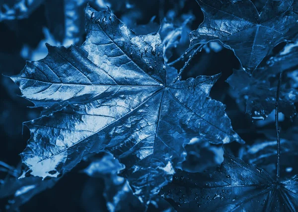 Σκούρα μπλε φύλλα με σταγόνες νερού Κοντινό πλάνο — Φωτογραφία Αρχείου