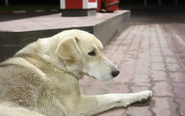 Close Shot Lost Sad White Stray Dog Lying Pavement Gas — Stock Photo, Image