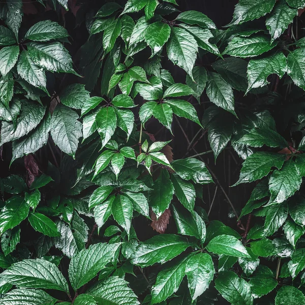 Természetes Háttér Vad Szőlő Nedves Zöld Borostyán Levelek Esőcseppekkel Falon — Stock Fotó