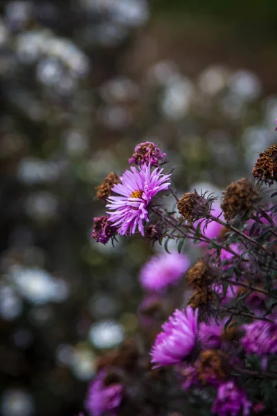 Immagini Fiori Obsoleti Sbiaditi Fogliame Scuro Verde Cupo — Foto Stock