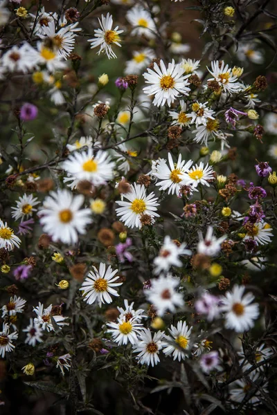 Obrázky Zastaralých Vybledlých Květin Tmavě Zeleném Chmurném Listoví — Stock fotografie