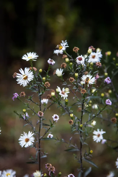 Immagini Fiori Obsoleti Sbiaditi Fogliame Scuro Verde Cupo — Foto Stock