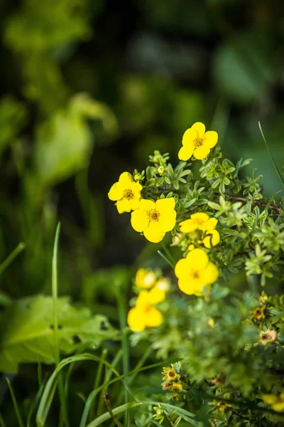 Imagens Flores Desbotadas Desatualizadas Folhagem Sombria Verde Escura — Fotografia de Stock