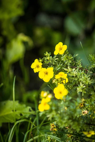 Imagens Flores Desbotadas Desatualizadas Folhagem Sombria Verde Escura — Fotografia de Stock