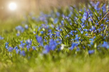 Baharın ilk çiçekleri güneşin altında yeşil bir çimenlikte