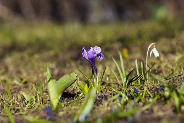 Spring First Flowers Green Lawn Sun — Stock Photo, Image