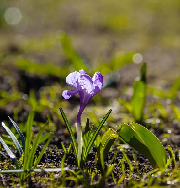 Spring First Flowers Green Lawn Sun — Stock Photo, Image