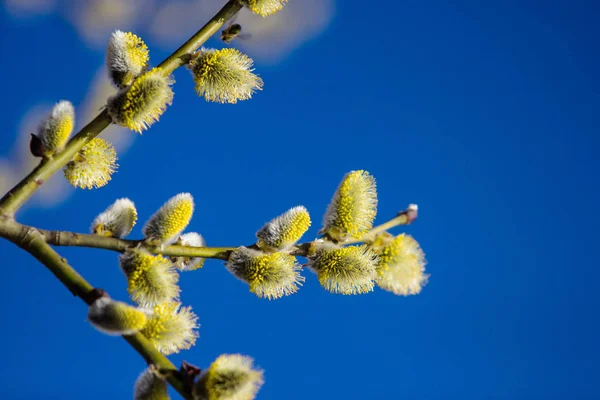 budding on a willow tree on a spring holiday on a sunny morning