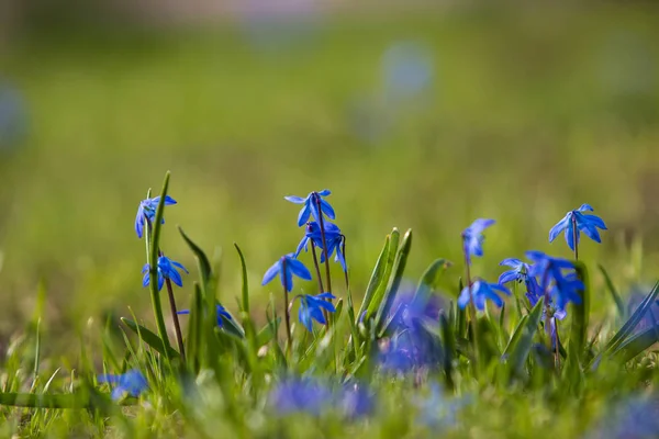 Jaro První Květiny Zeleném Trávníku Pod Sluncem — Stock fotografie
