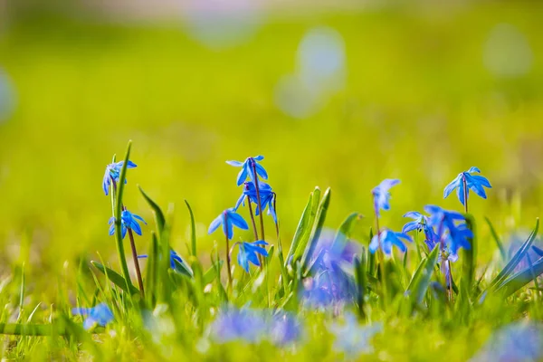 Spring First Flowers Green Lawn Sun — ストック写真