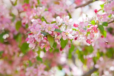 Mavi gökyüzünde güneşte kiraz çiçeklerinin narin çiçekleri.