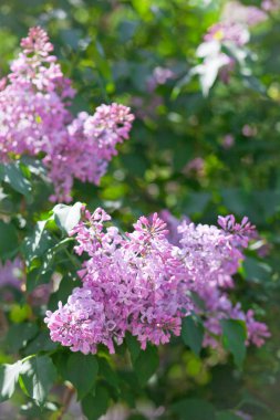 Mavi gökyüzünde güneşte kiraz çiçeklerinin narin çiçekleri.