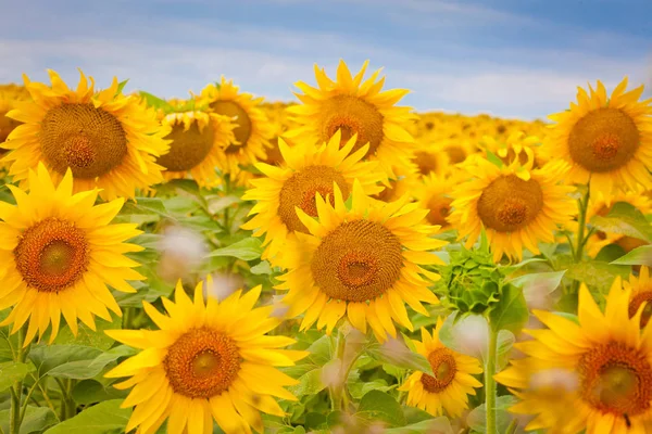 夏の晴れた日にはひまわりと青空が広がる明るい黄色の畑 — ストック写真