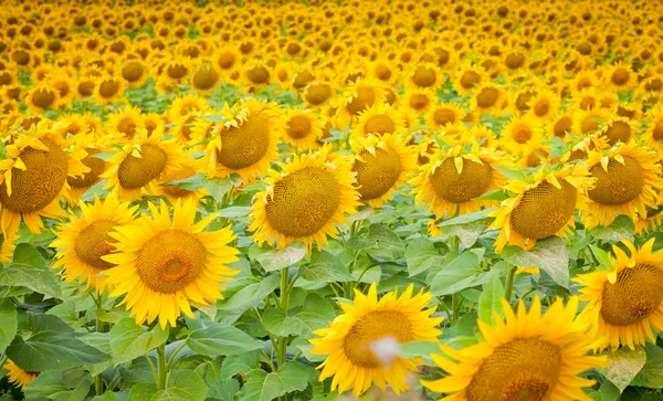 Campos Amarelos Brilhantes Com Girassóis Céu Azul Dia Ensolarado Verão — Fotografia de Stock