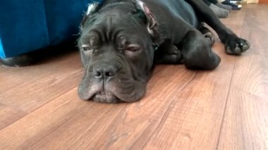 Kırpılmış kulaklı Cane-Corso köpek yavrusu dairenin zemininde yatıyor ve dinleniyor.