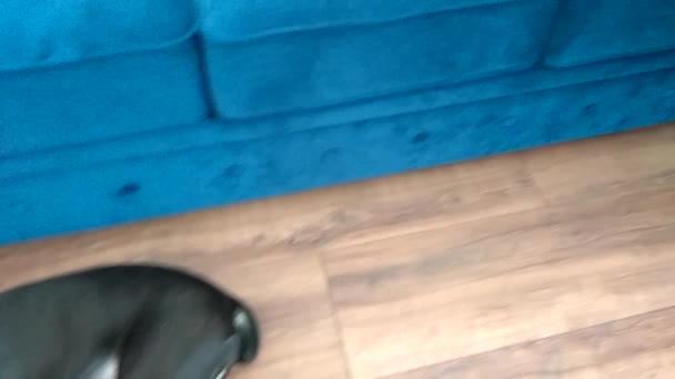 Cane Corso Puppy Met Bijgesneden Oren Ligt Vloer Van Het — Stockvideo