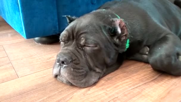 Cãozinho Cane Corso Com Orelhas Cortadas Está Deitado Chão Apartamento — Vídeo de Stock
