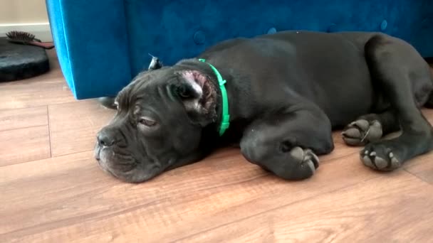 Cane Corso Puppy Met Bijgesneden Oren Ligt Vloer Van Het — Stockvideo