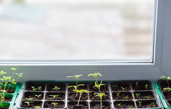 Setzlinge Von Gemüsepflanzen Stehen Auf Der Fensterbank Bevor Sie Freiland — Stockfoto