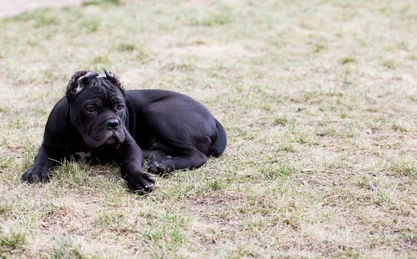 早春的时候 科索在草坪上散步时 养了一只小狗 — 图库照片