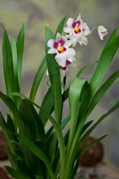 Flores Delicadas Una Composición Romántica Para Relajación Relajación —  Fotos de Stock