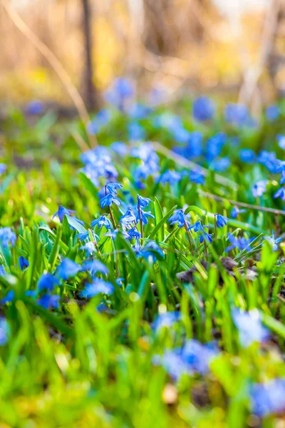 Malé Jarní Květy Kvetou Slunci Při Západu Slunce — Stock fotografie