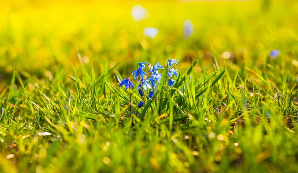 日没時に太陽の下で小さな春の花を咲かせ — ストック写真