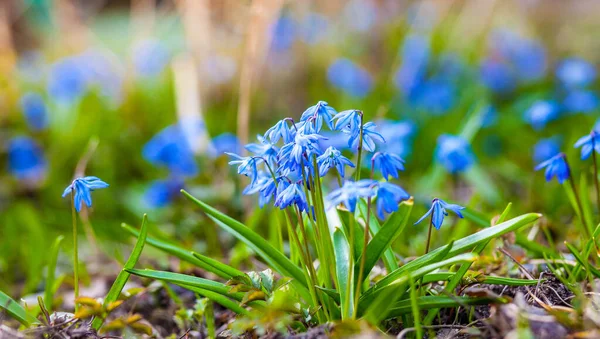 日没時に太陽の下で小さな春の花を咲かせ — ストック写真