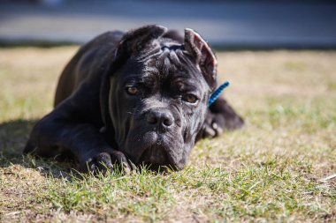 Baston sopasının genç köpeği Corso baharın başında çimenlikte yürürken ürer.