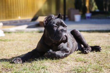 Baston sopasının genç köpeği Corso baharın başında çimenlikte yürürken ürer.