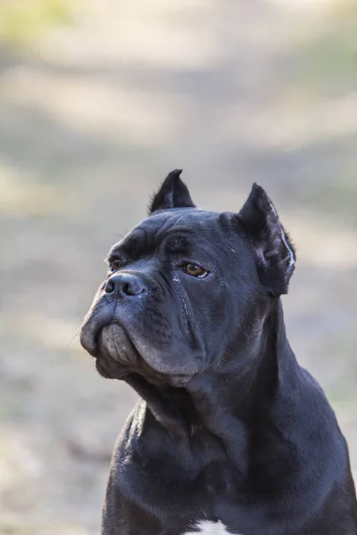 早春になると芝生の上を散歩している若い犬が — ストック写真