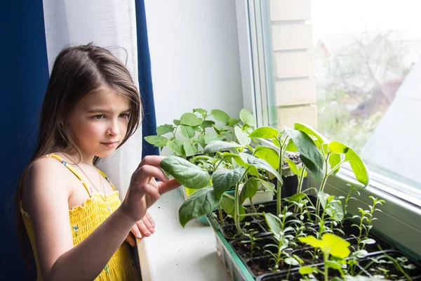 Kız sebze fidanlarının genç yeşil yapraklarına bakıyor.