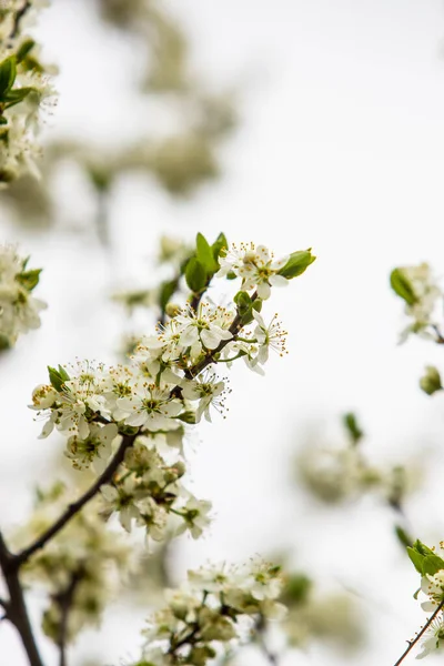 Arbre Fruitier Fleuri Aux Fleurs Blanches Parfumées Avec Grands Pétales — Photo