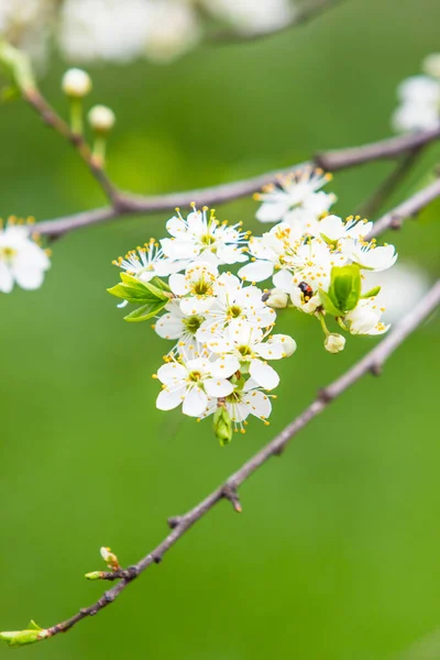 Arbre Fruitier Fleuri Aux Fleurs Blanches Parfumées Avec Grands Pétales — Photo