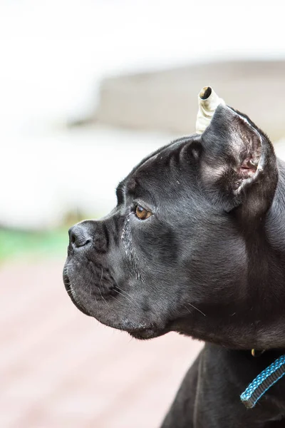 Baston Corso Nun Genç Köpeği Baharın Başında Çimlerde Yürürken Ürer — Stok fotoğraf