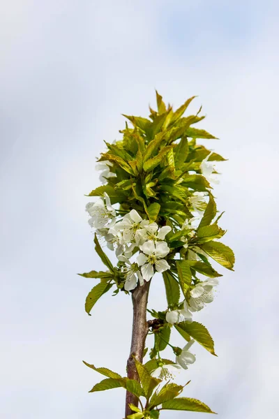 Arbre Fruitier Fleuri Aux Fleurs Blanches Parfumées Avec Grands Pétales — Photo